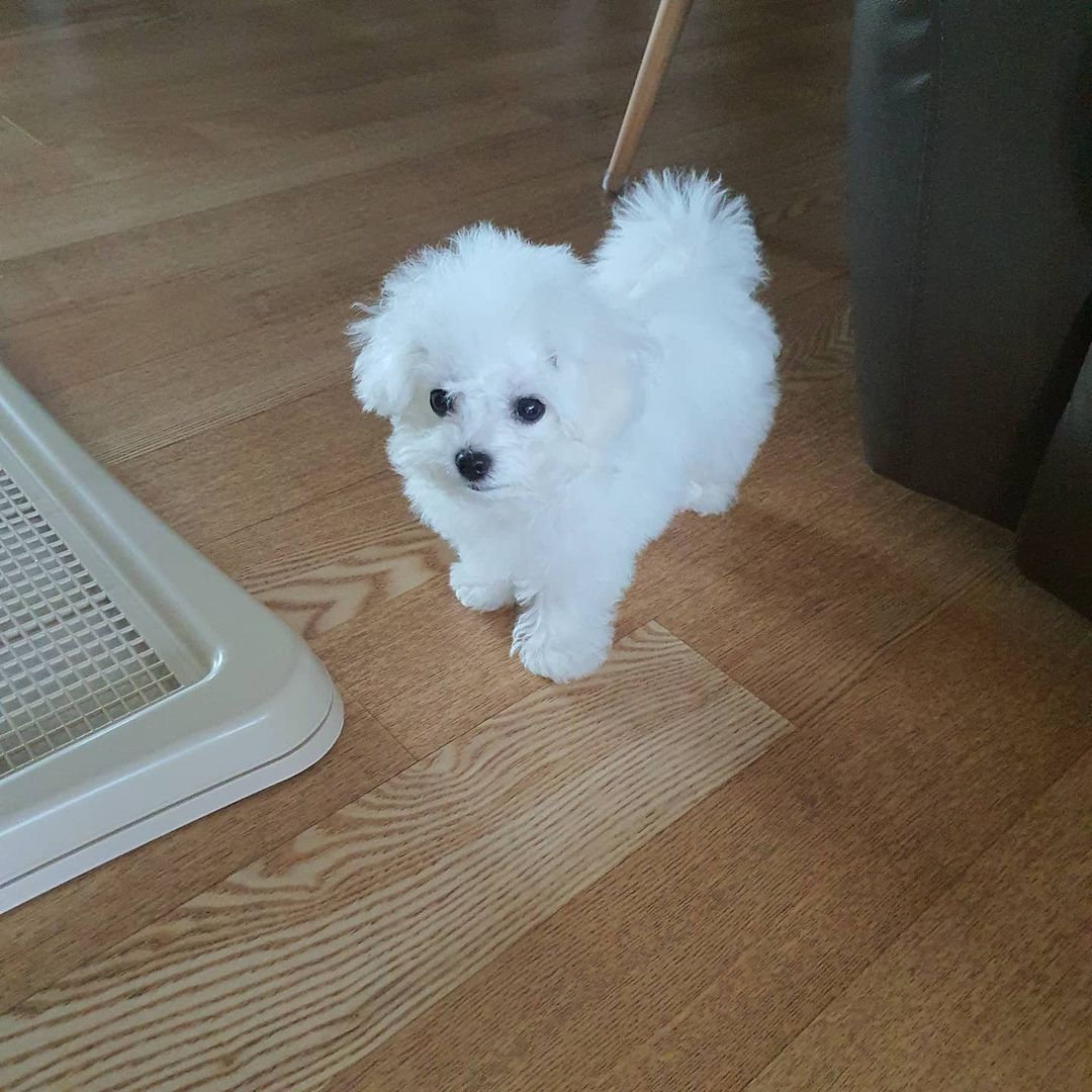 Benji (7)