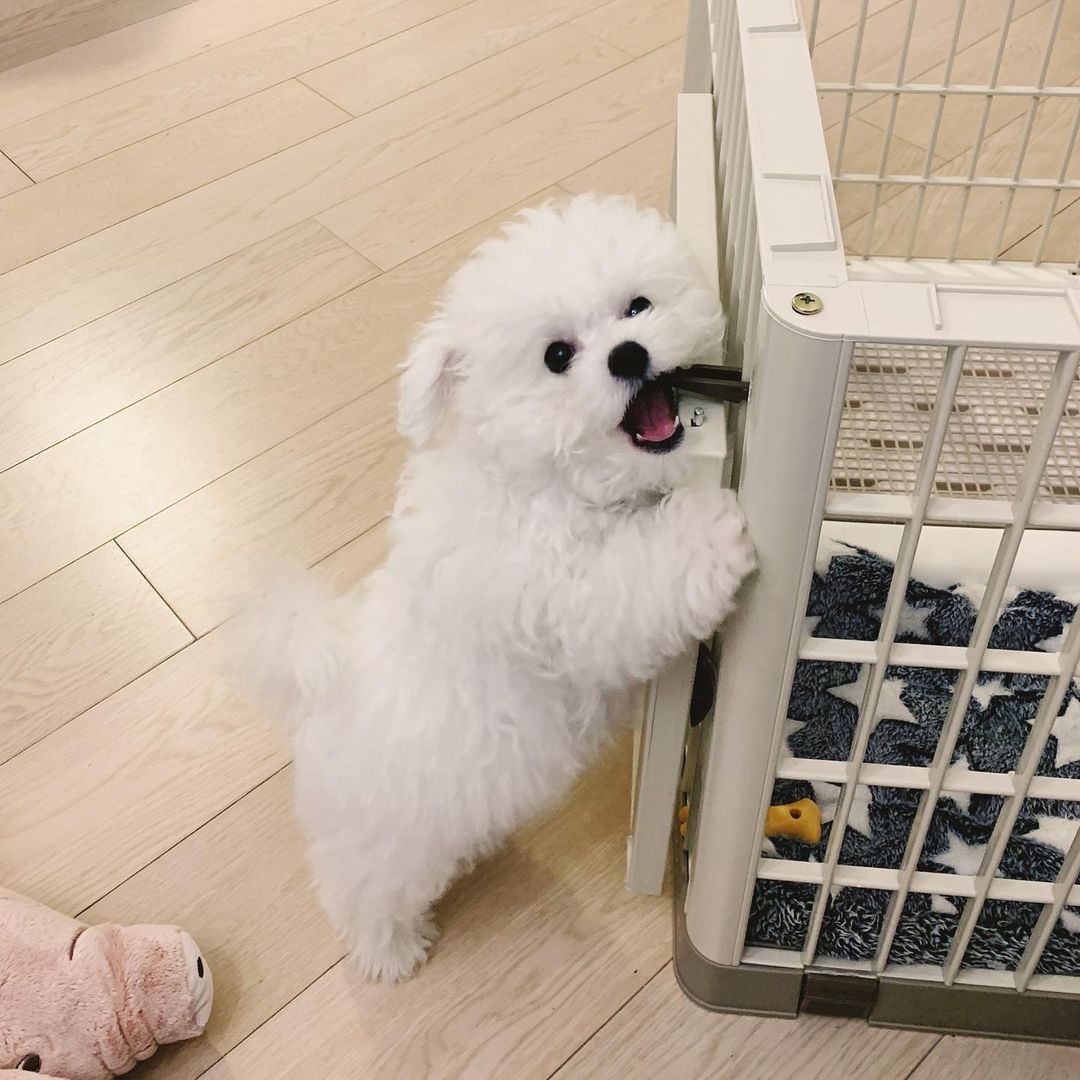 Charlie (4)